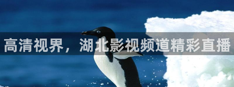 51视频免费入口